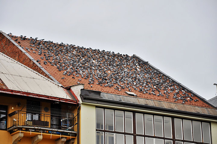 A2B Pest Control are able to install spikes to deter birds from roofs in Somers Town. 