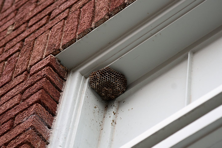 We provide a wasp nest removal service for domestic and commercial properties in Somers Town.